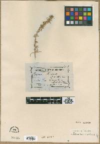 Media resource of Sclerolaena bicornis