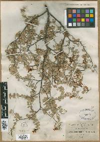 Bauhinia uniflora image