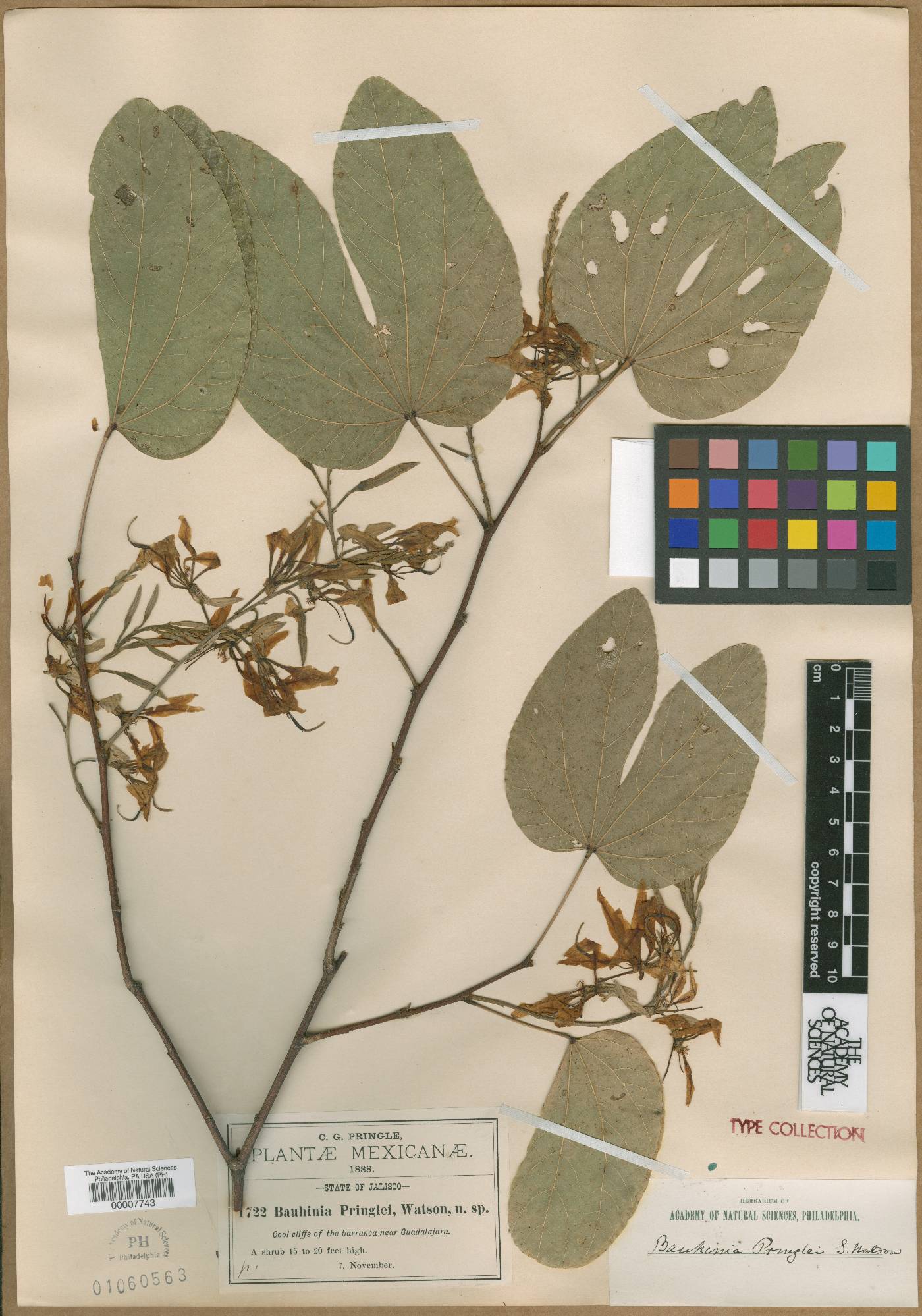 Bauhinia pringlei image