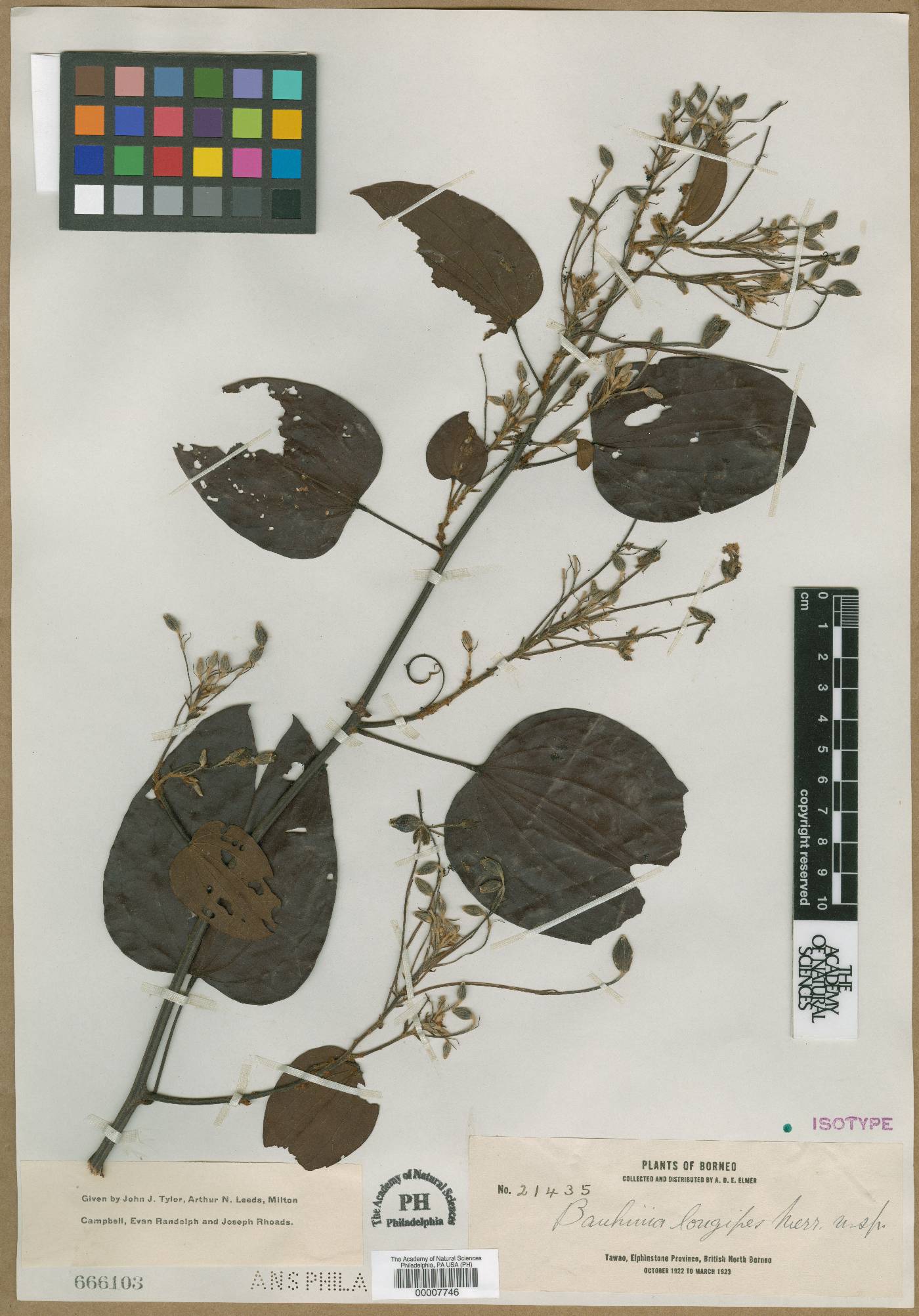 Bauhinia bassacensis var. backeri image