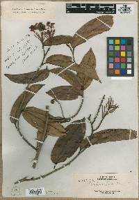 Bauhinia elmeri image