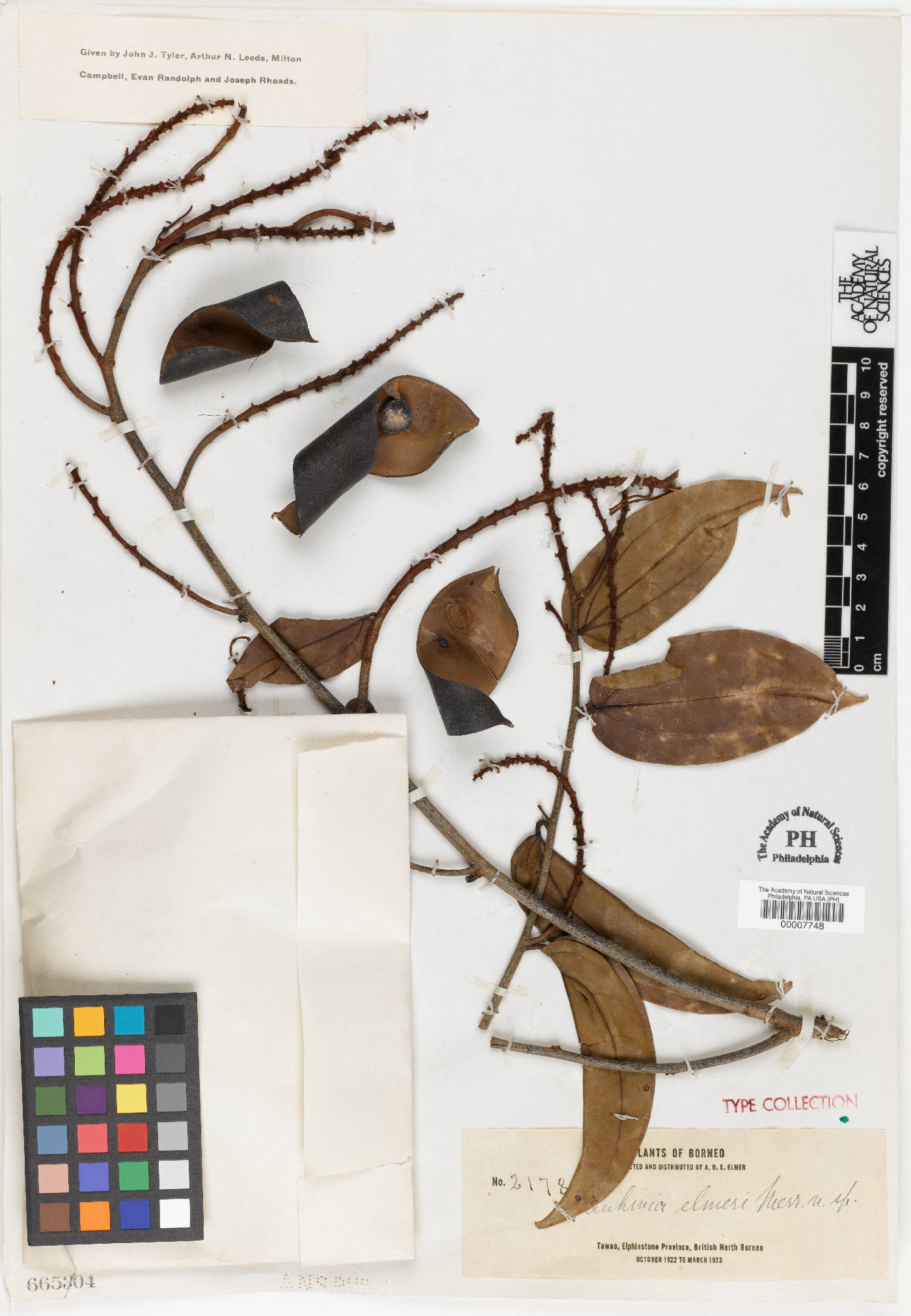 Bauhinia elmeri image