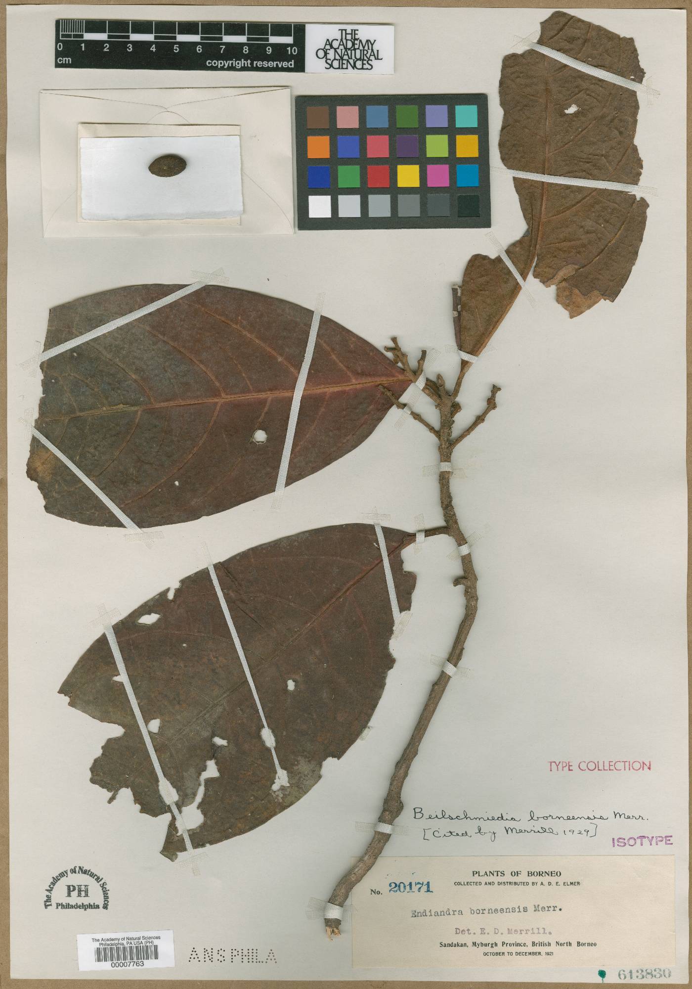 Beilschmiedia maingayi image