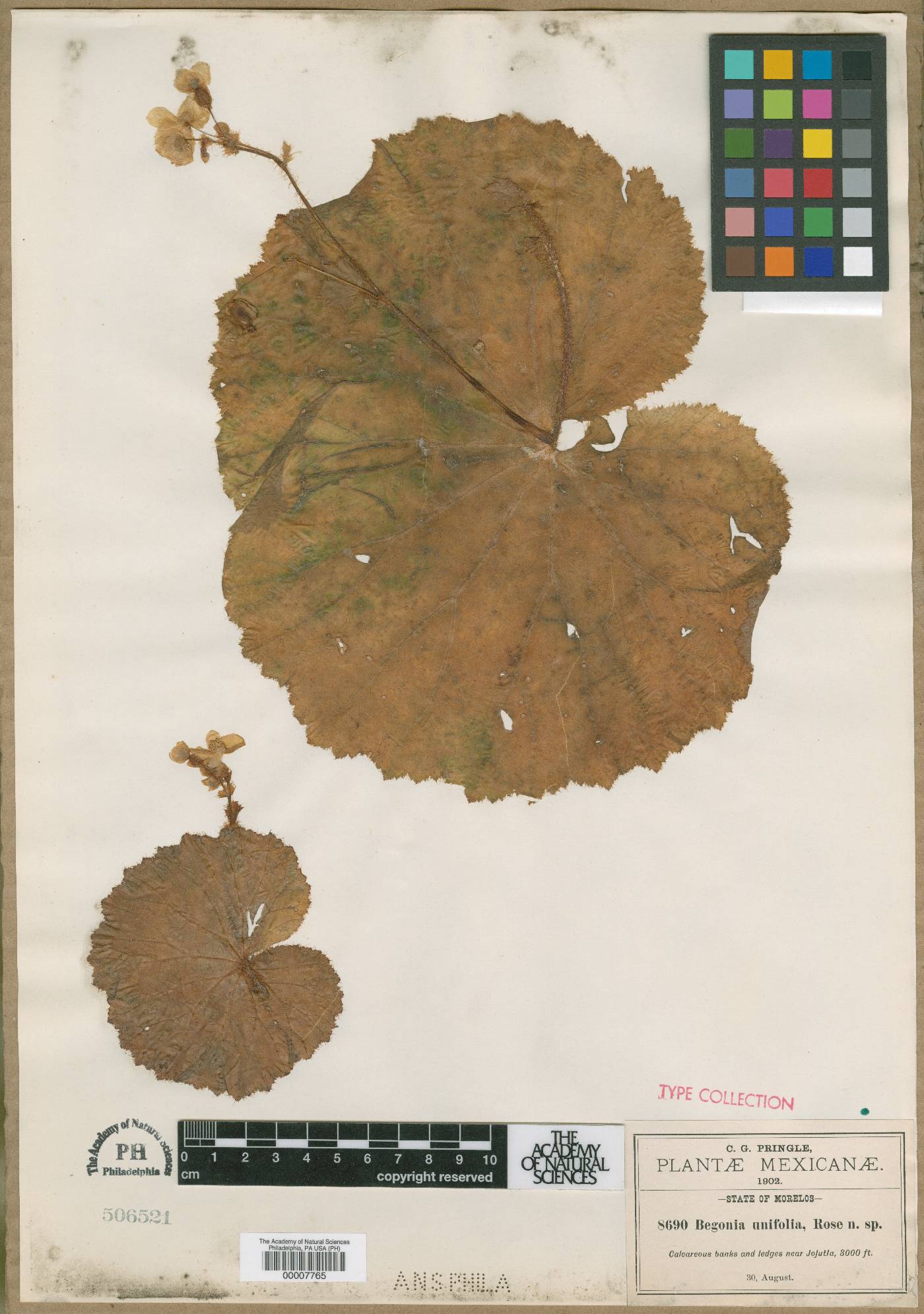 Begonia uniflora image