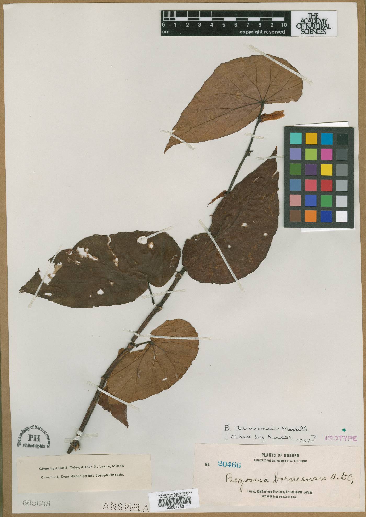 Begonia borneensis image