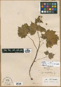Begonia portillana image