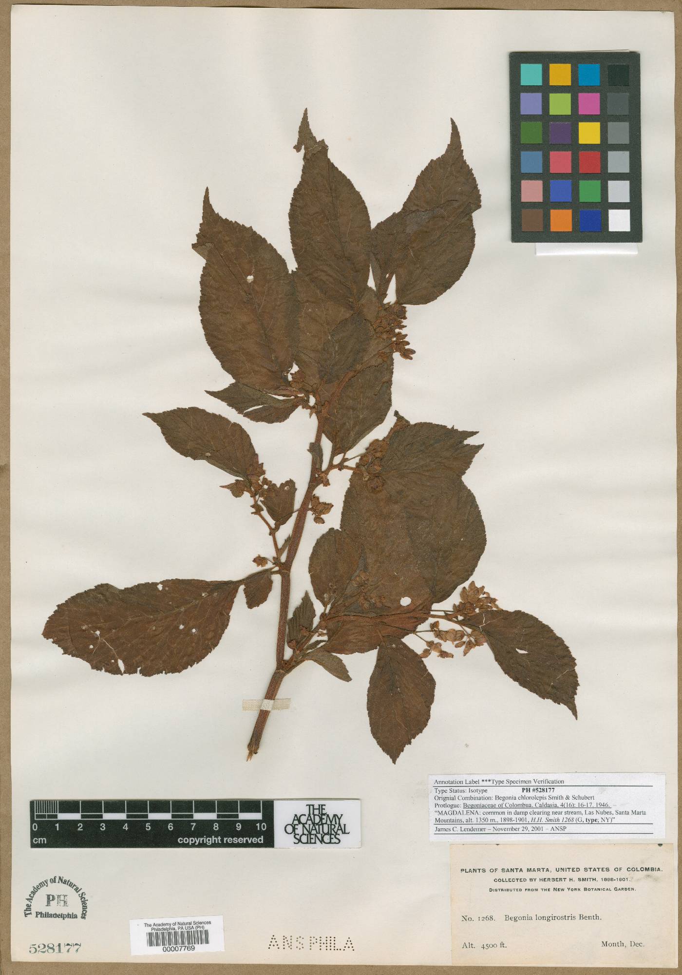Begonia longirostris image