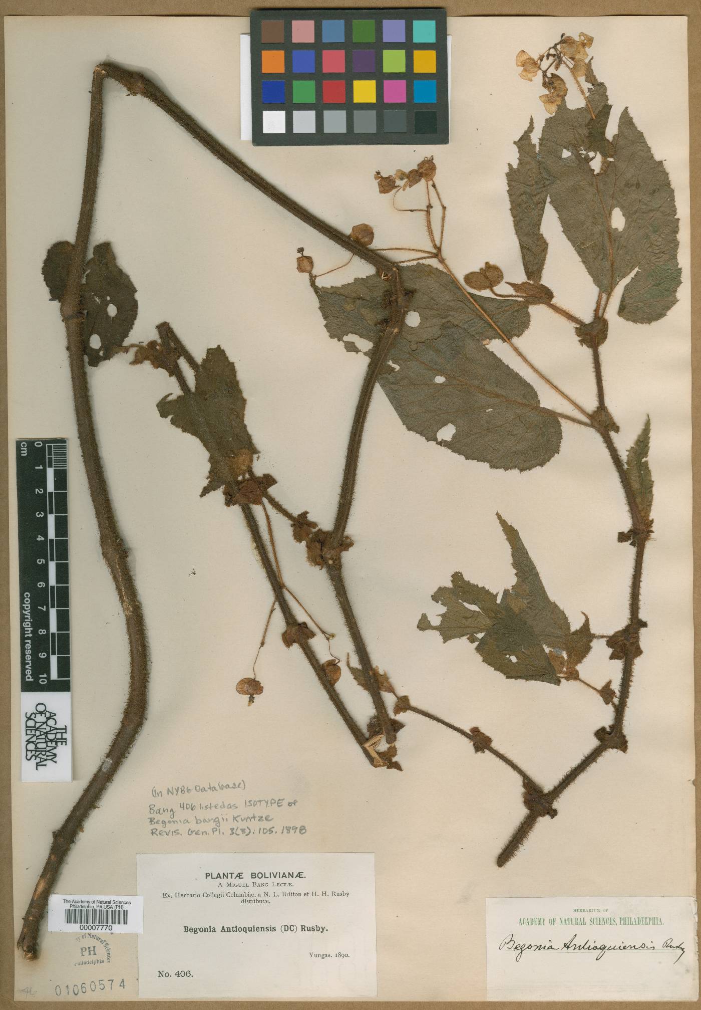 Begonia bangii image
