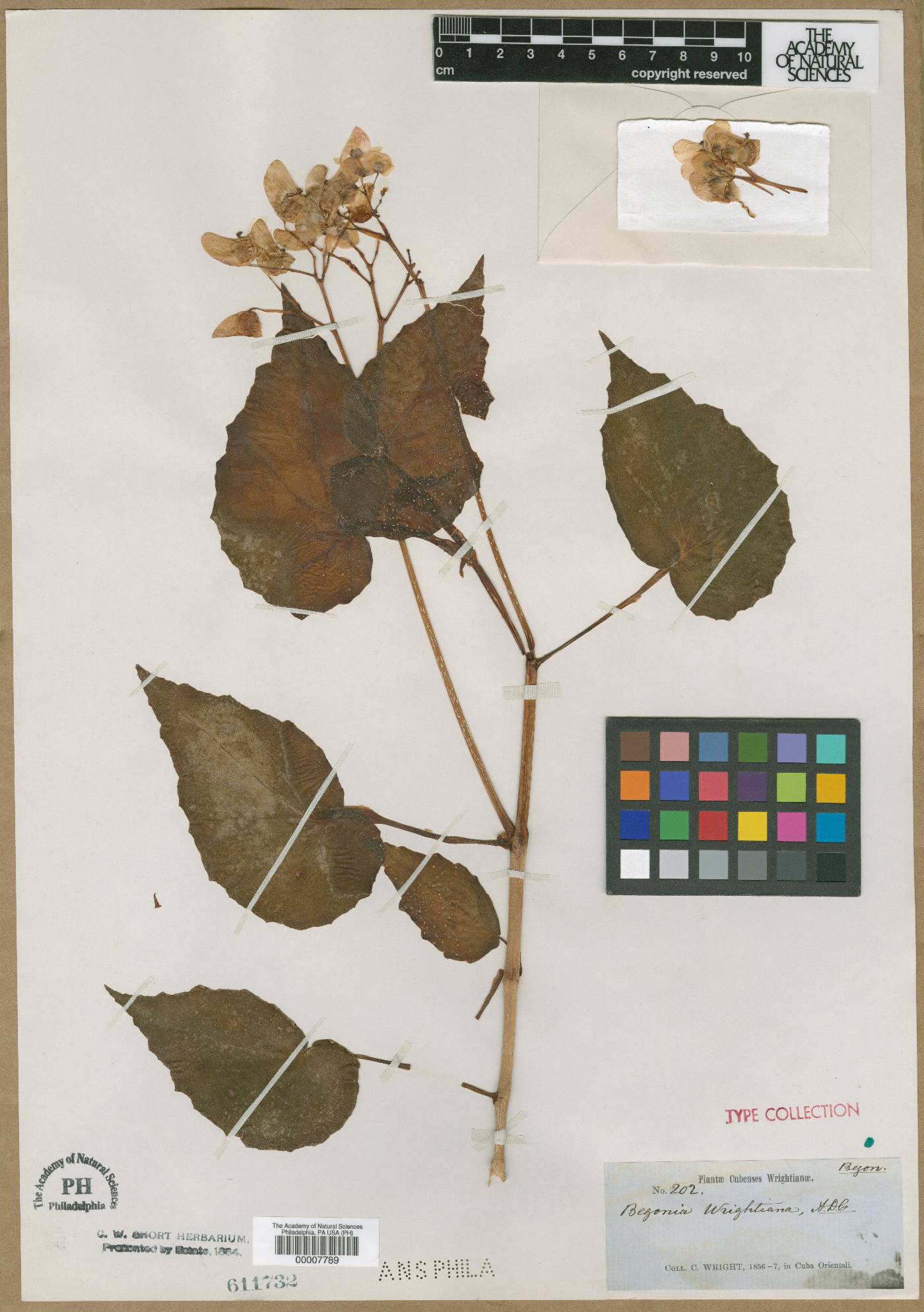 Begonia wrightiana image