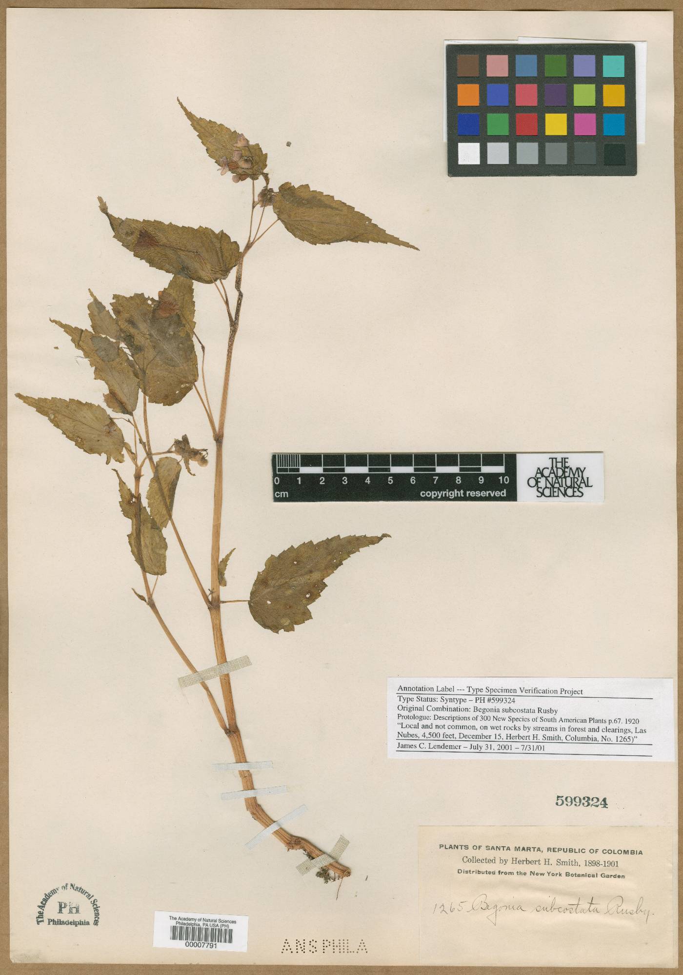 Begonia subcostata image