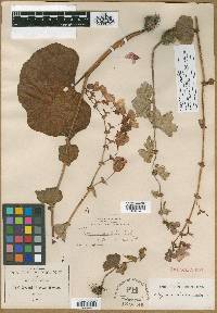 Begonia bicolor image