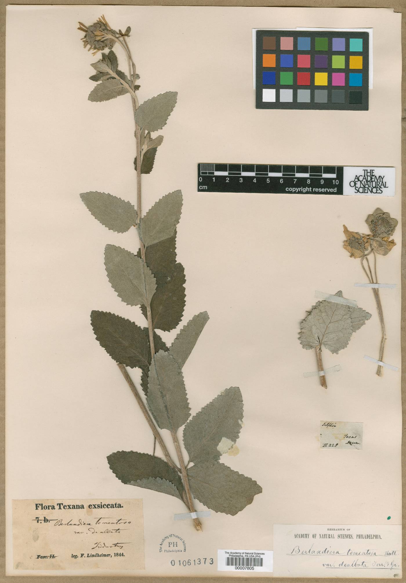 Berlandiera tomentosa var. dealbata image