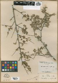 Bernardia myricifolia image