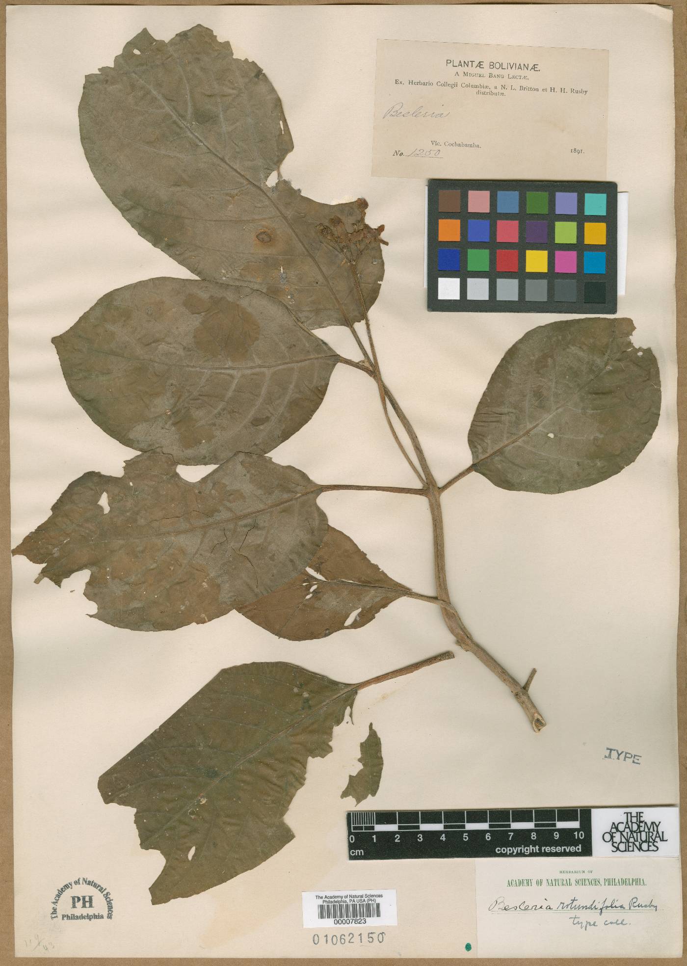 Besleria rotundifolia image