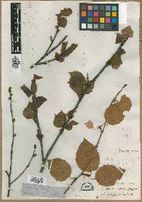 Betula utilis image