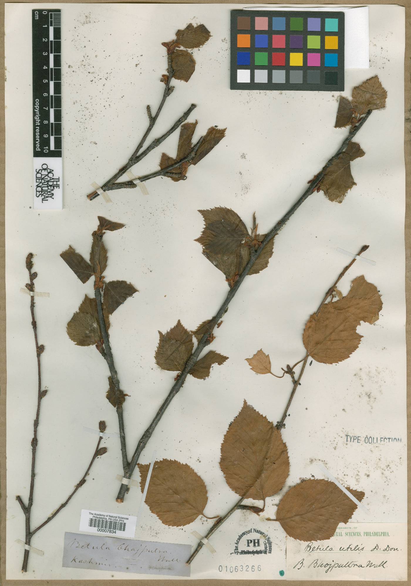 Betula utilis subsp. utilis image