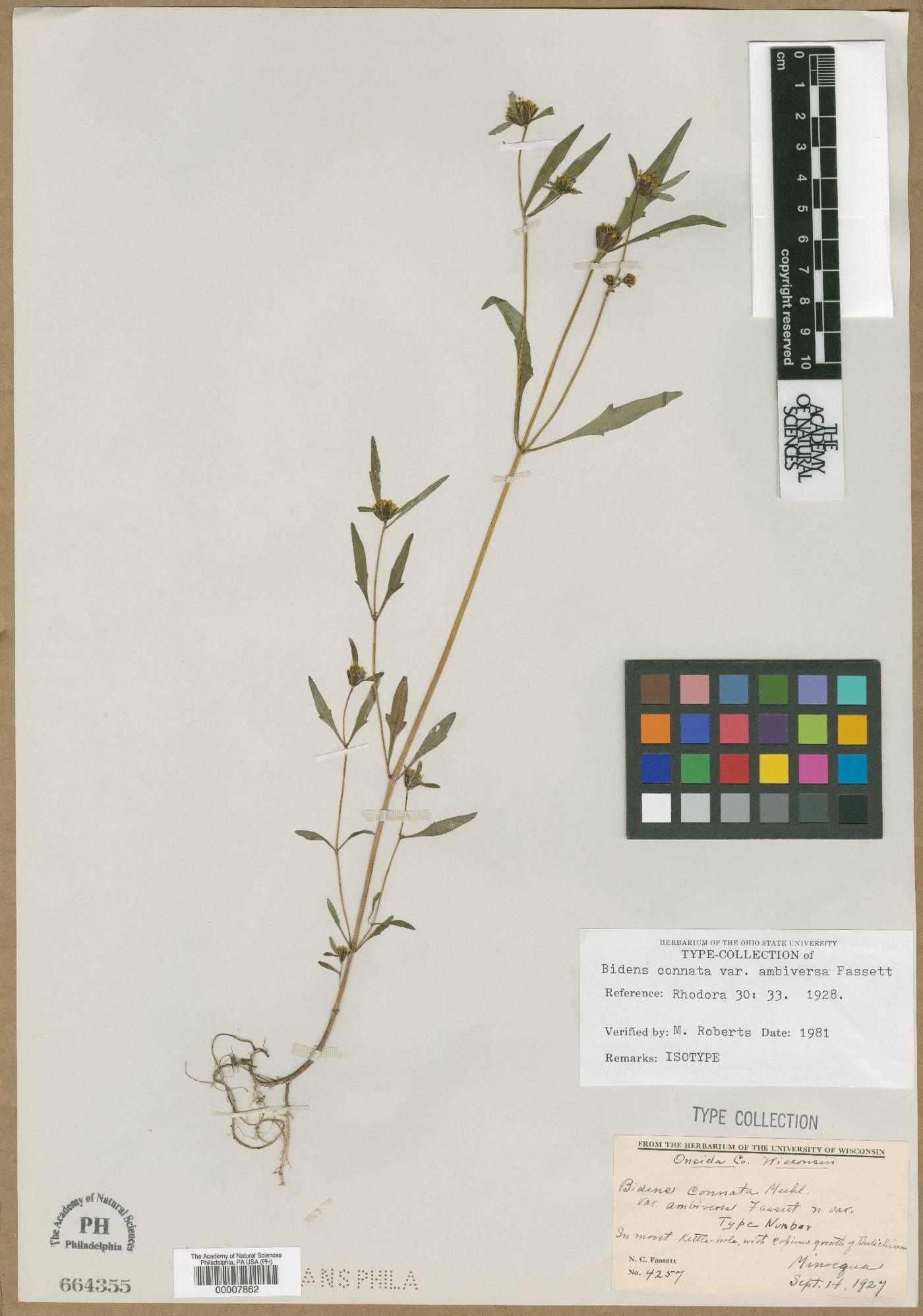 Bidens connata var. ambiversa image