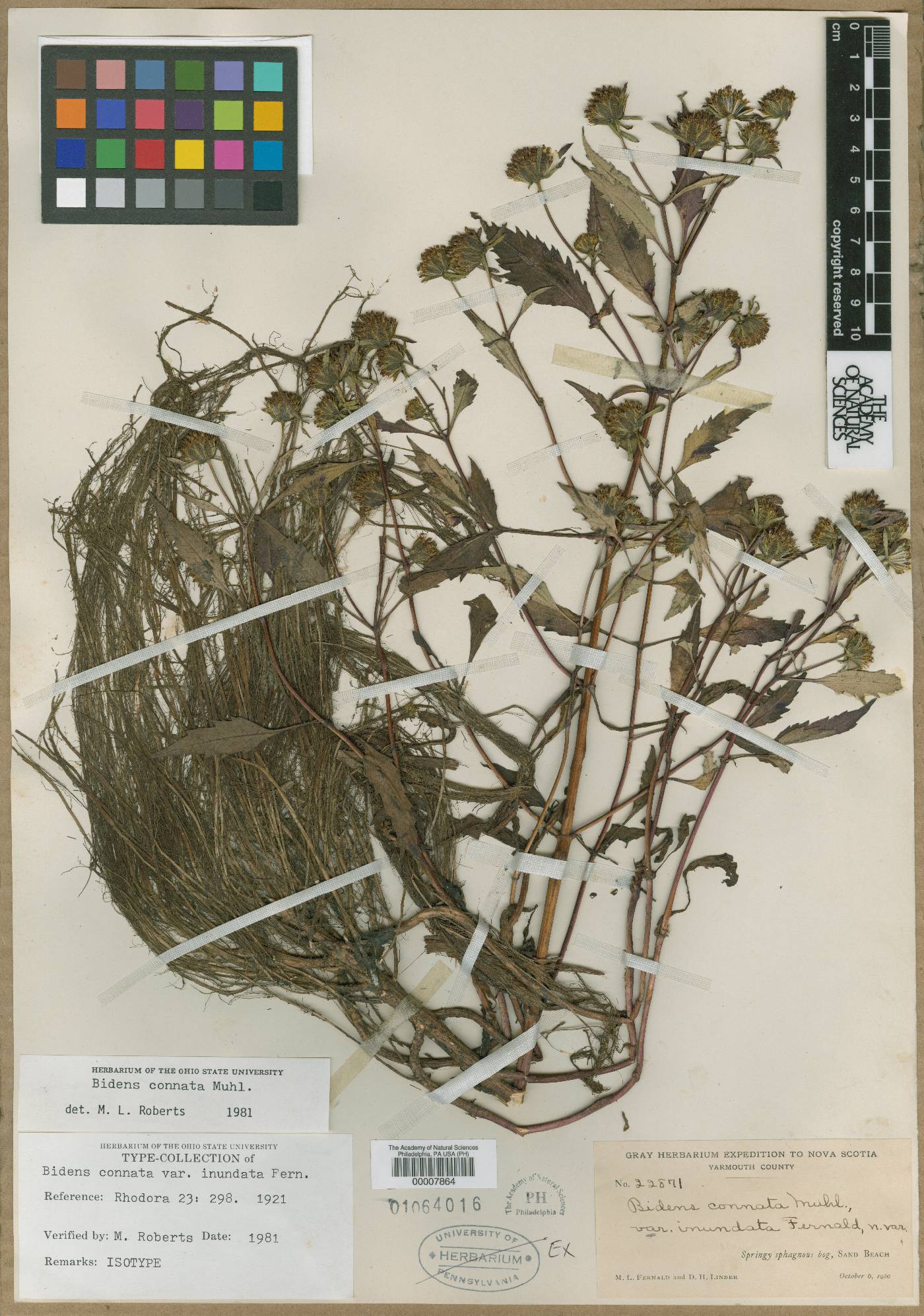 Bidens connata var. inundata image