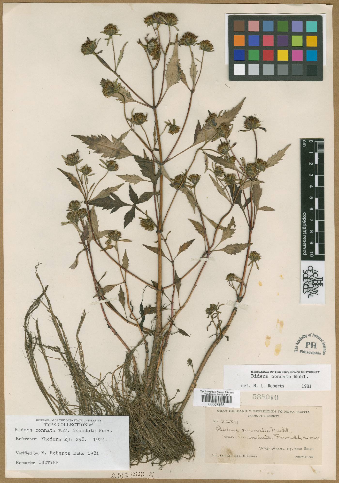 Bidens connata var. inundata image