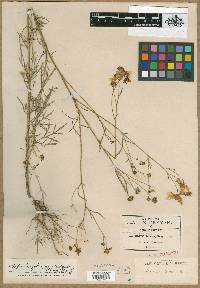 Bidens ferulifolia image