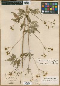 Bidens leucantha image