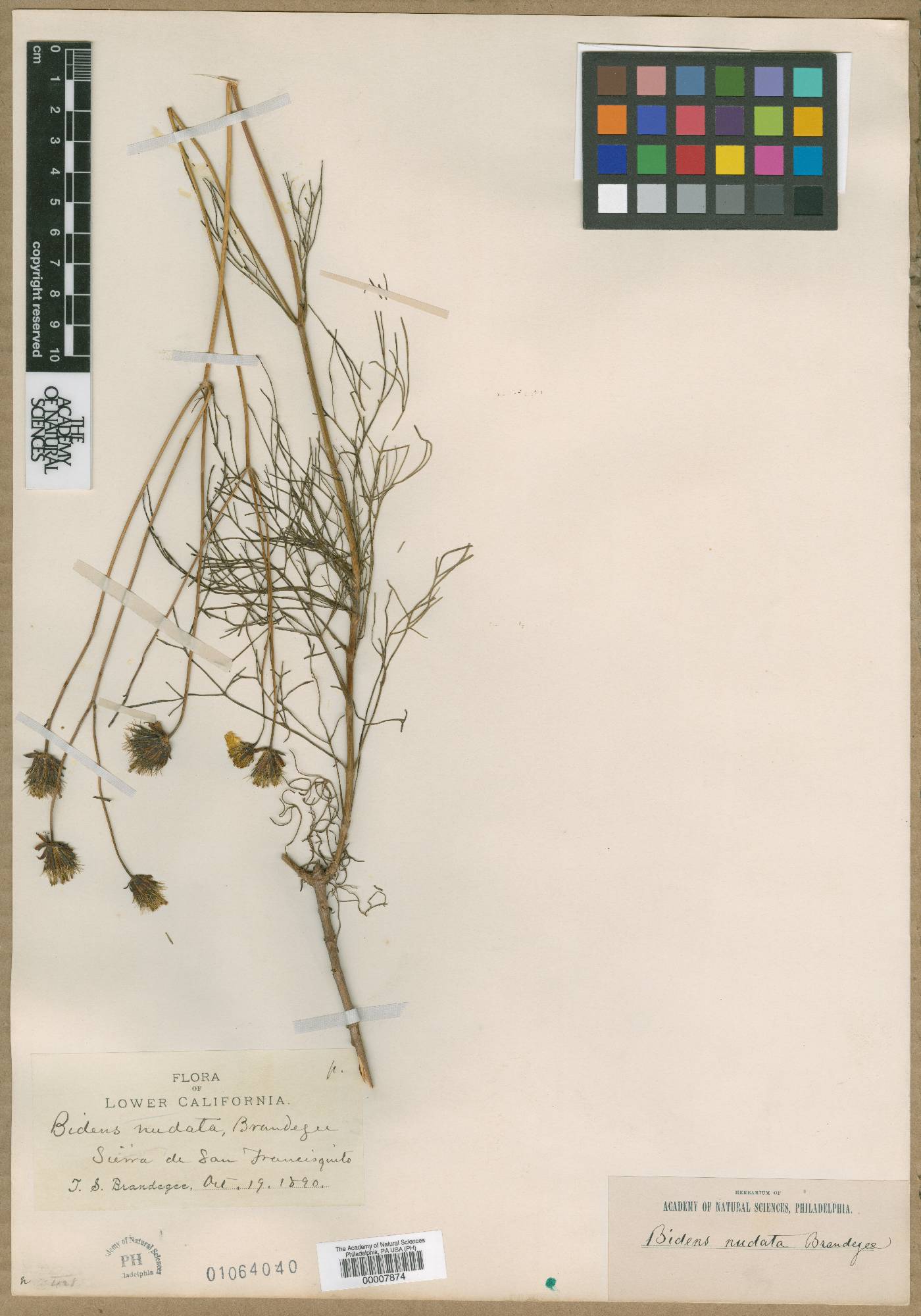 Bidens nudata image