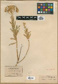 Bigelowia parishii image