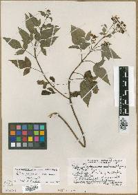Bidens sandvicensis subsp. sandvicensis image