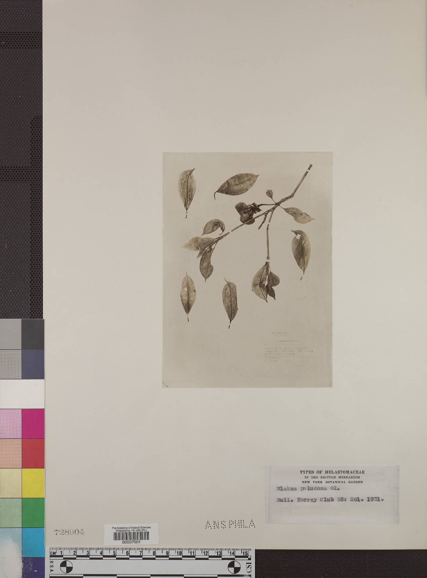Blakea paludosa image