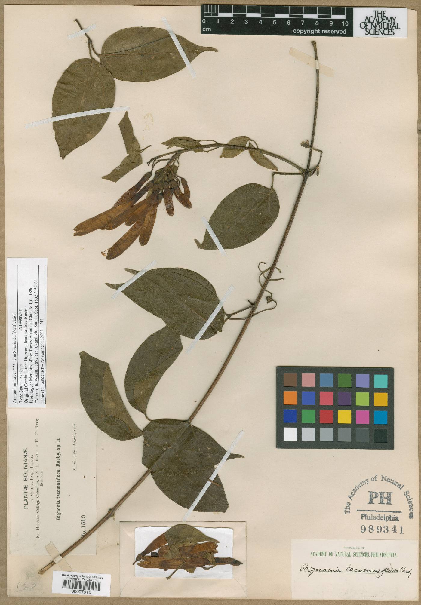 Pyrostegia venusta image