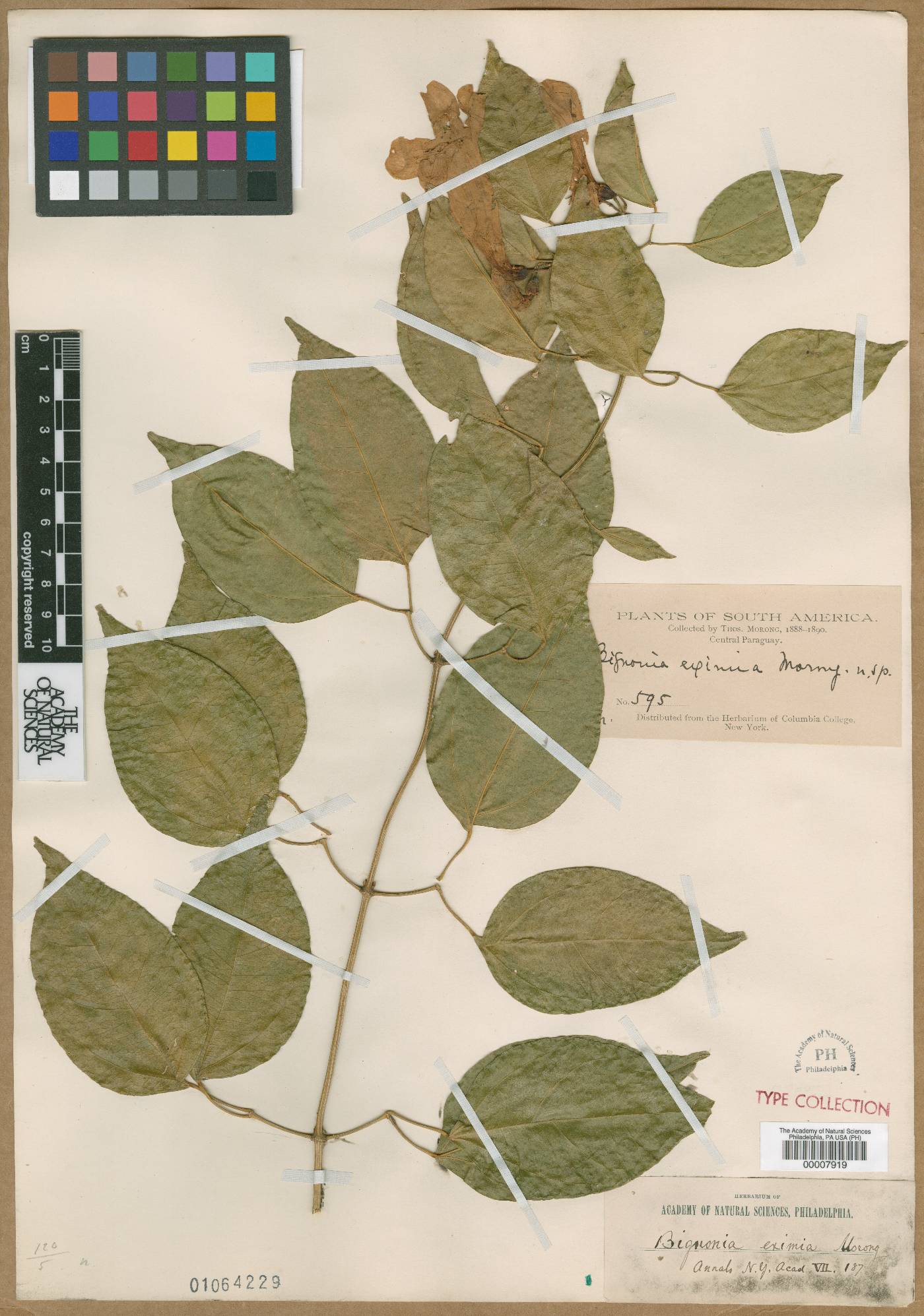 Bignonia binata image