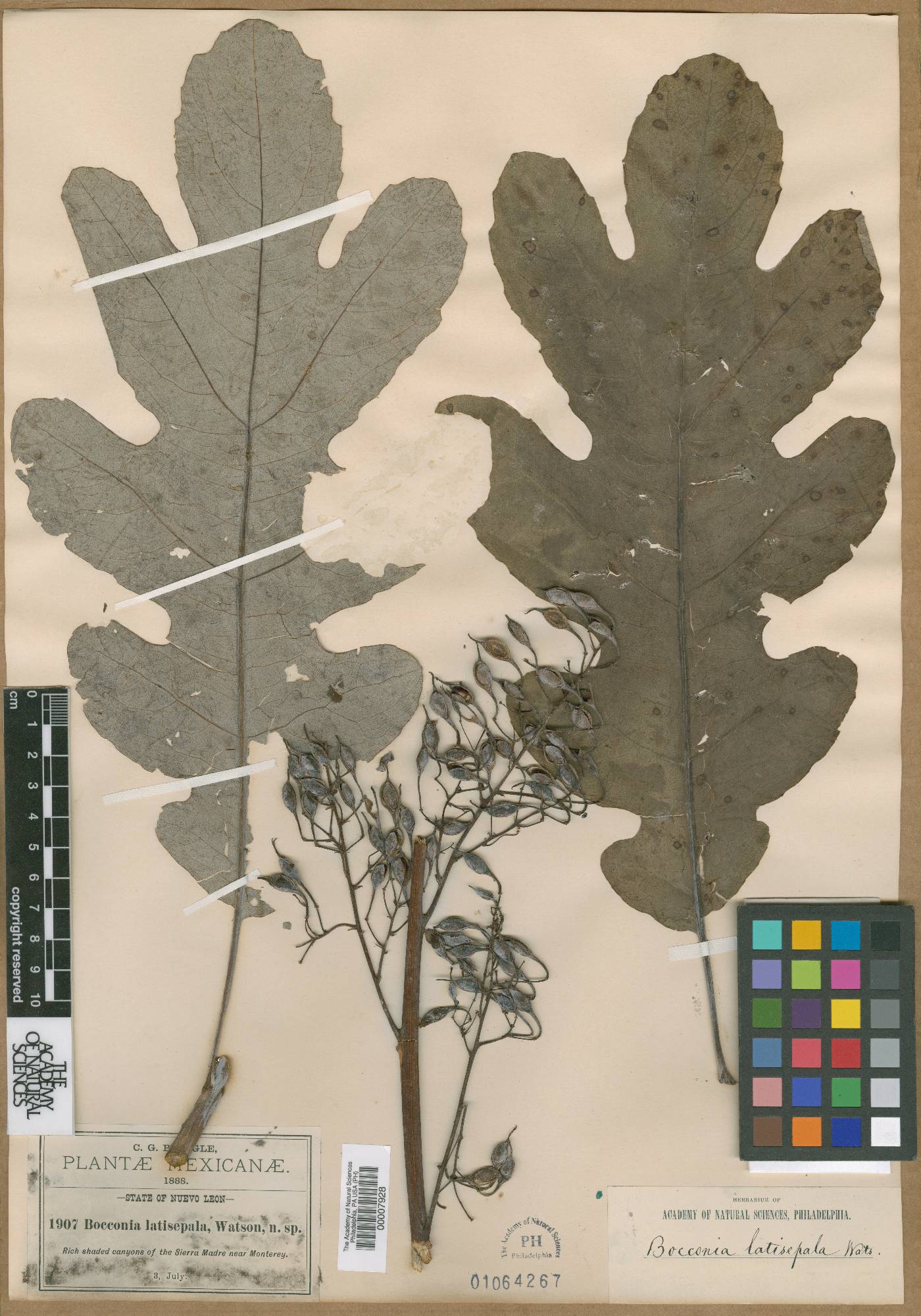 Bocconia latisepala image