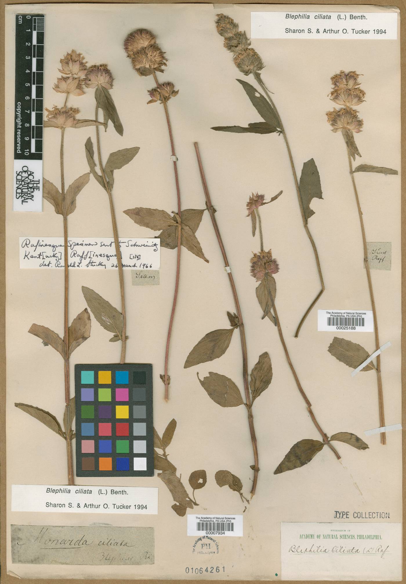 Monarda ciliata image