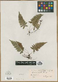 Blechnum laevigatum image