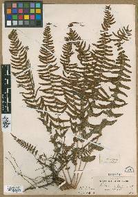 Blechnum hastatum image