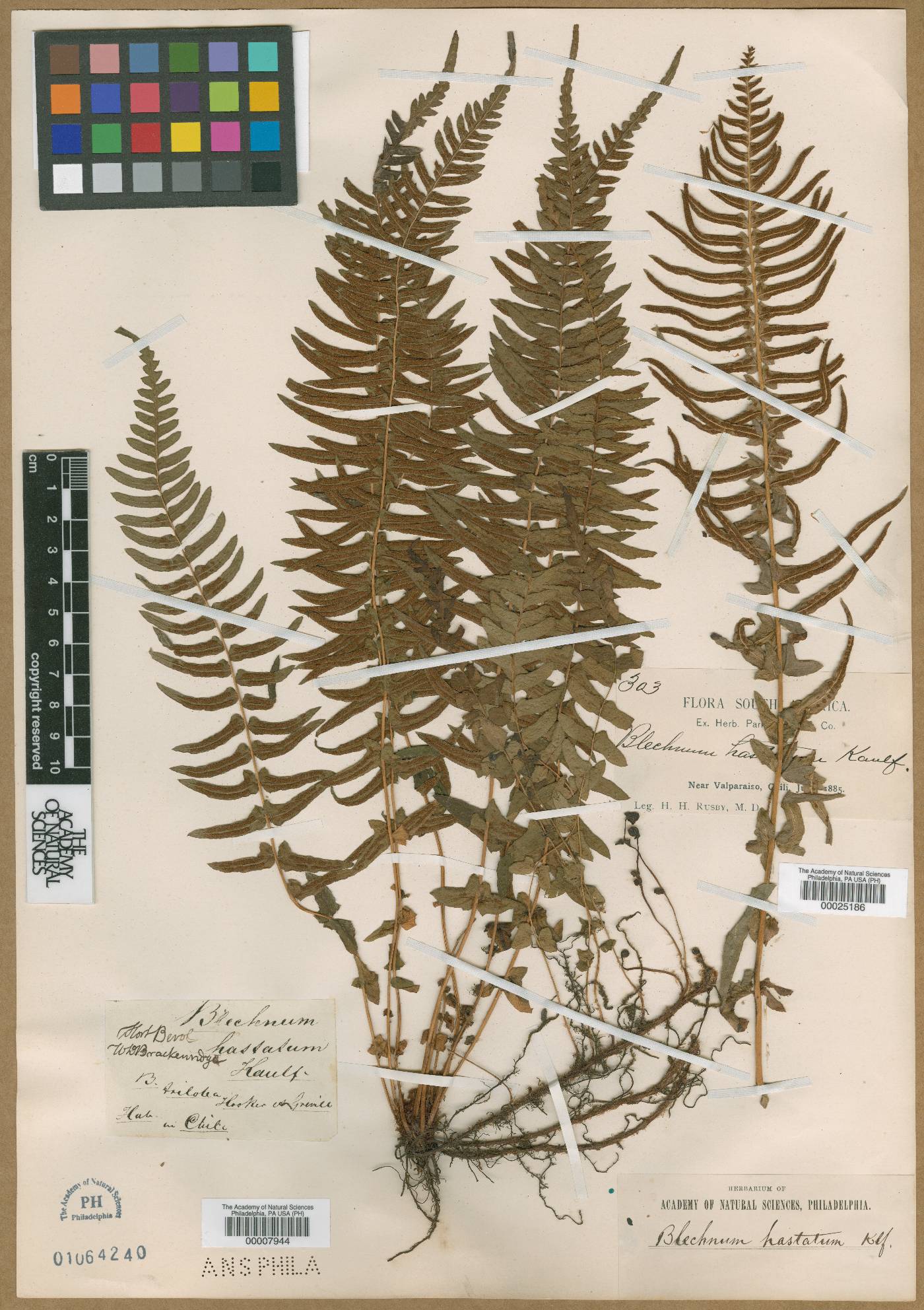 Blechnum hastatum image