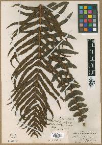 Blechnum brasiliense image