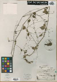 Boerhavia paniculata image