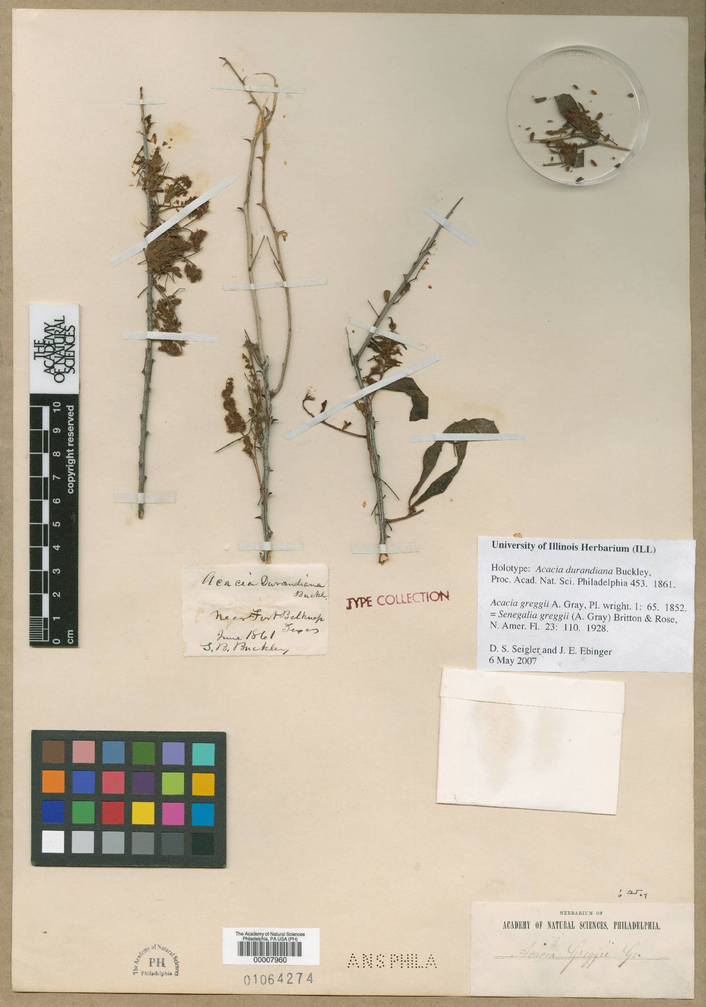 Acacia durandiana image