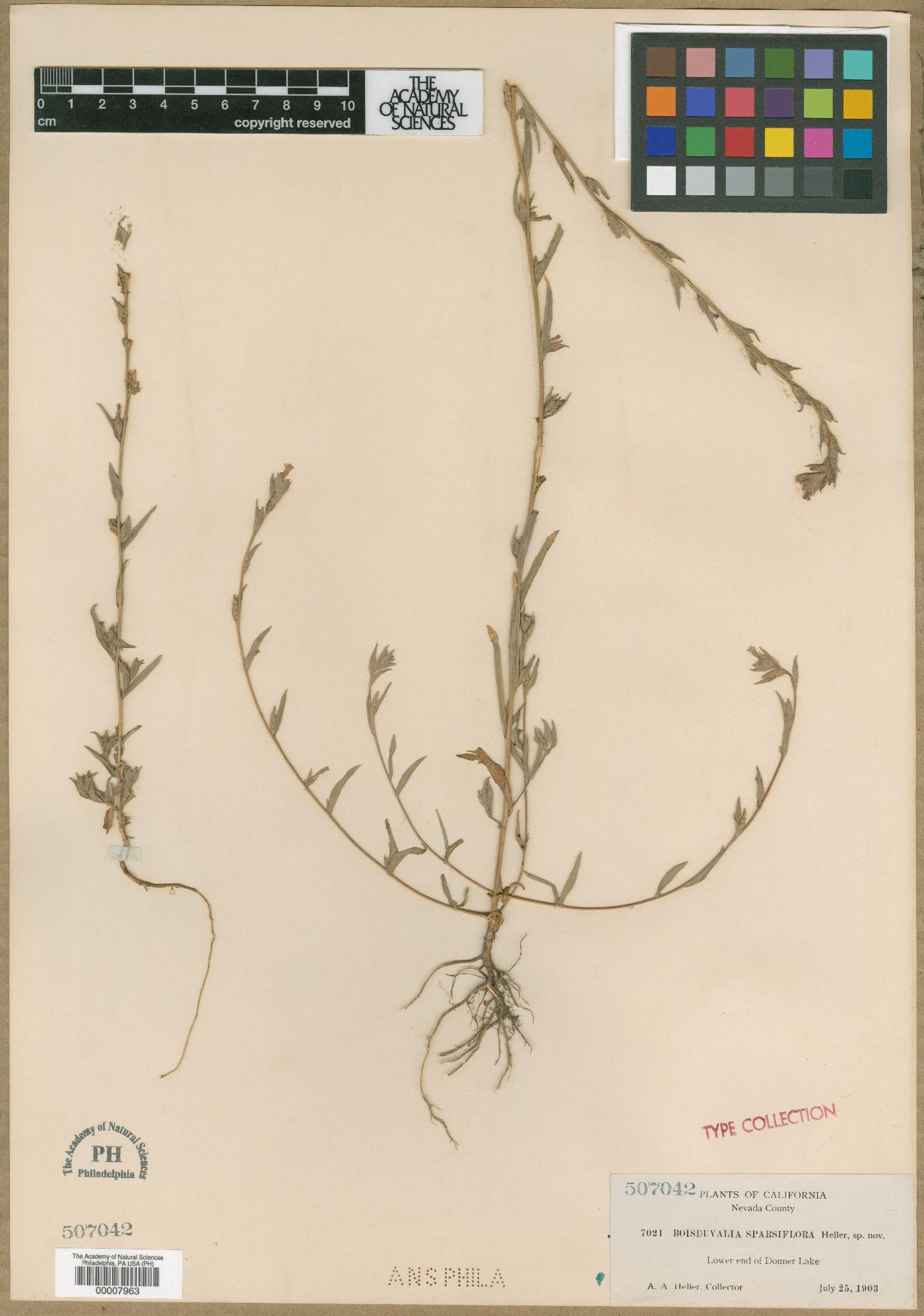 Boisduvalia sparsiflora image