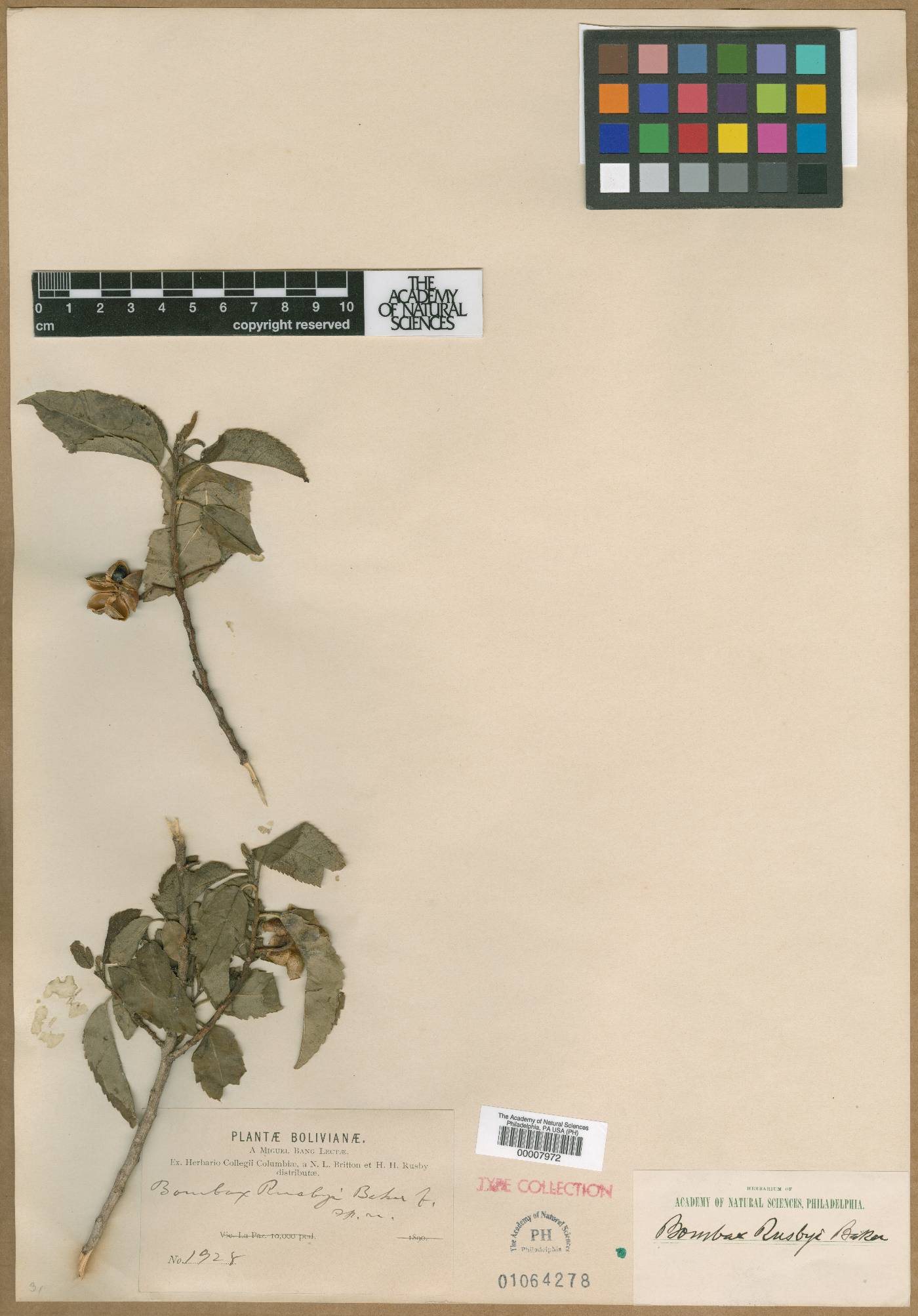 Pseudobombax longiflorum image