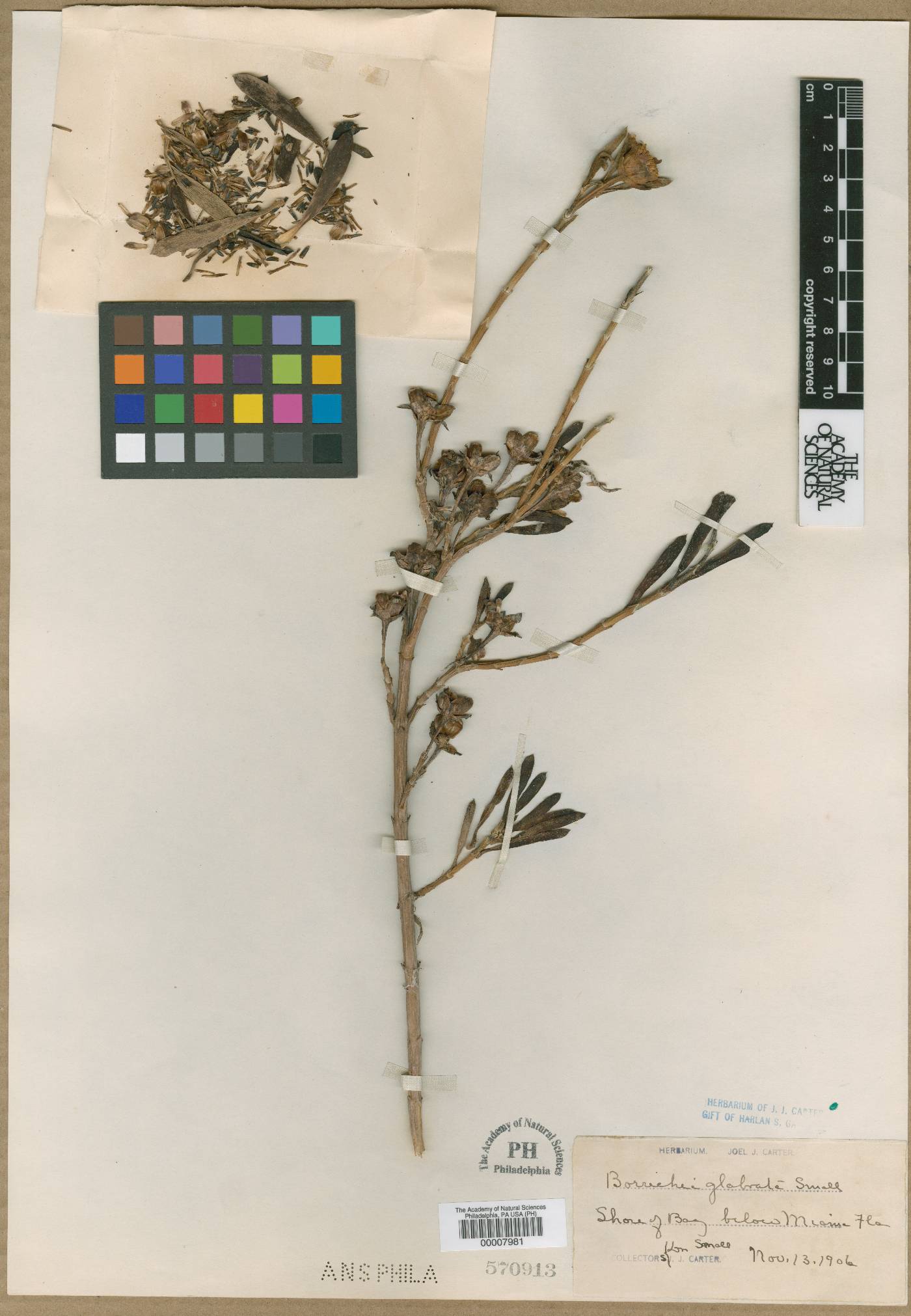 Borrichia arborescens image