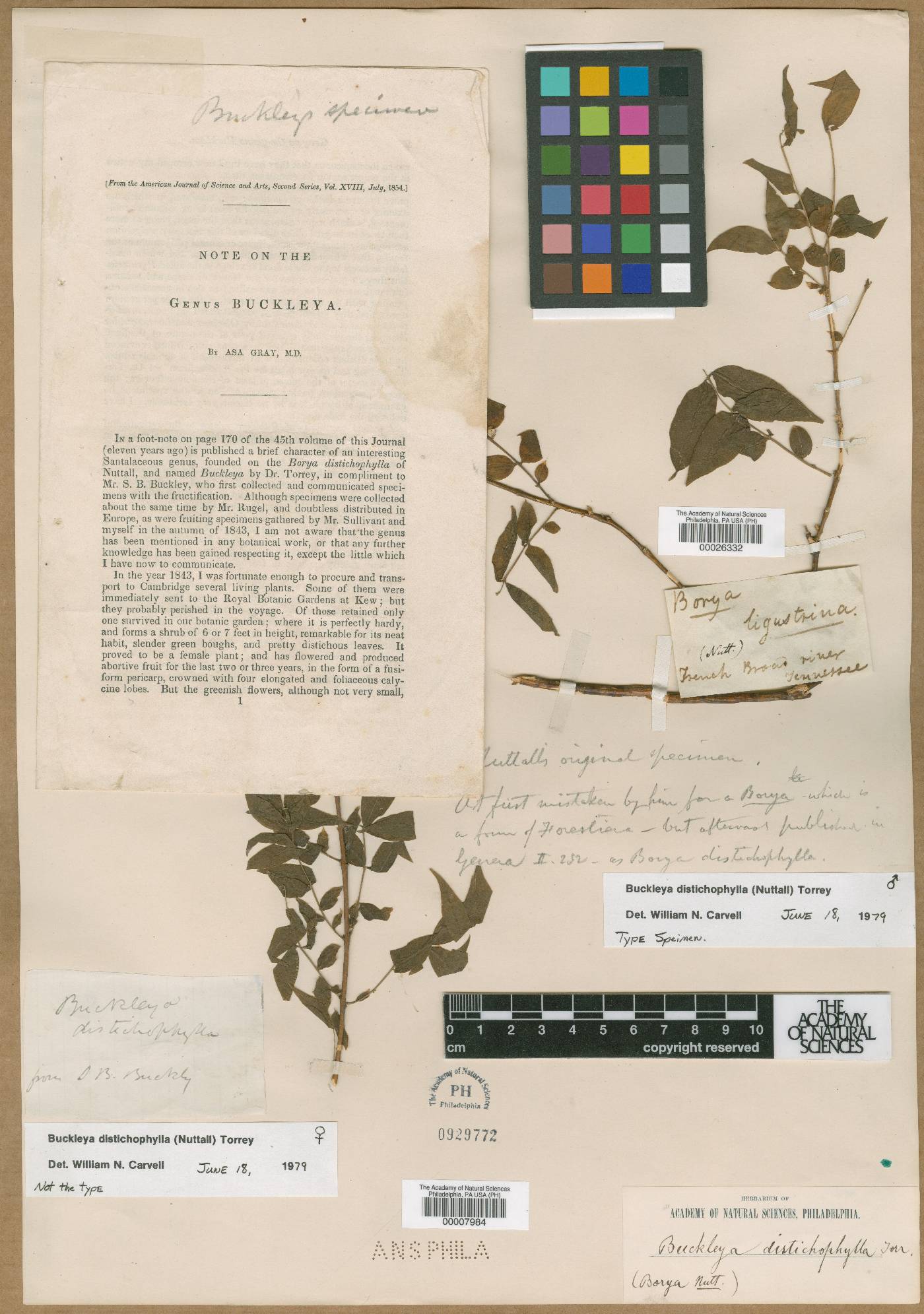 Buckleya distichophylla image