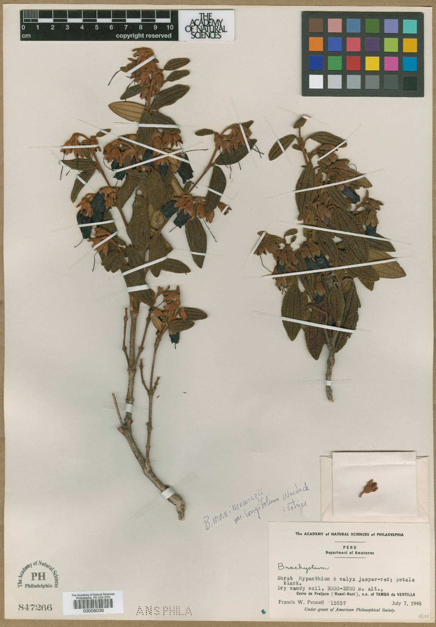 Brachyotum maximowiczii image