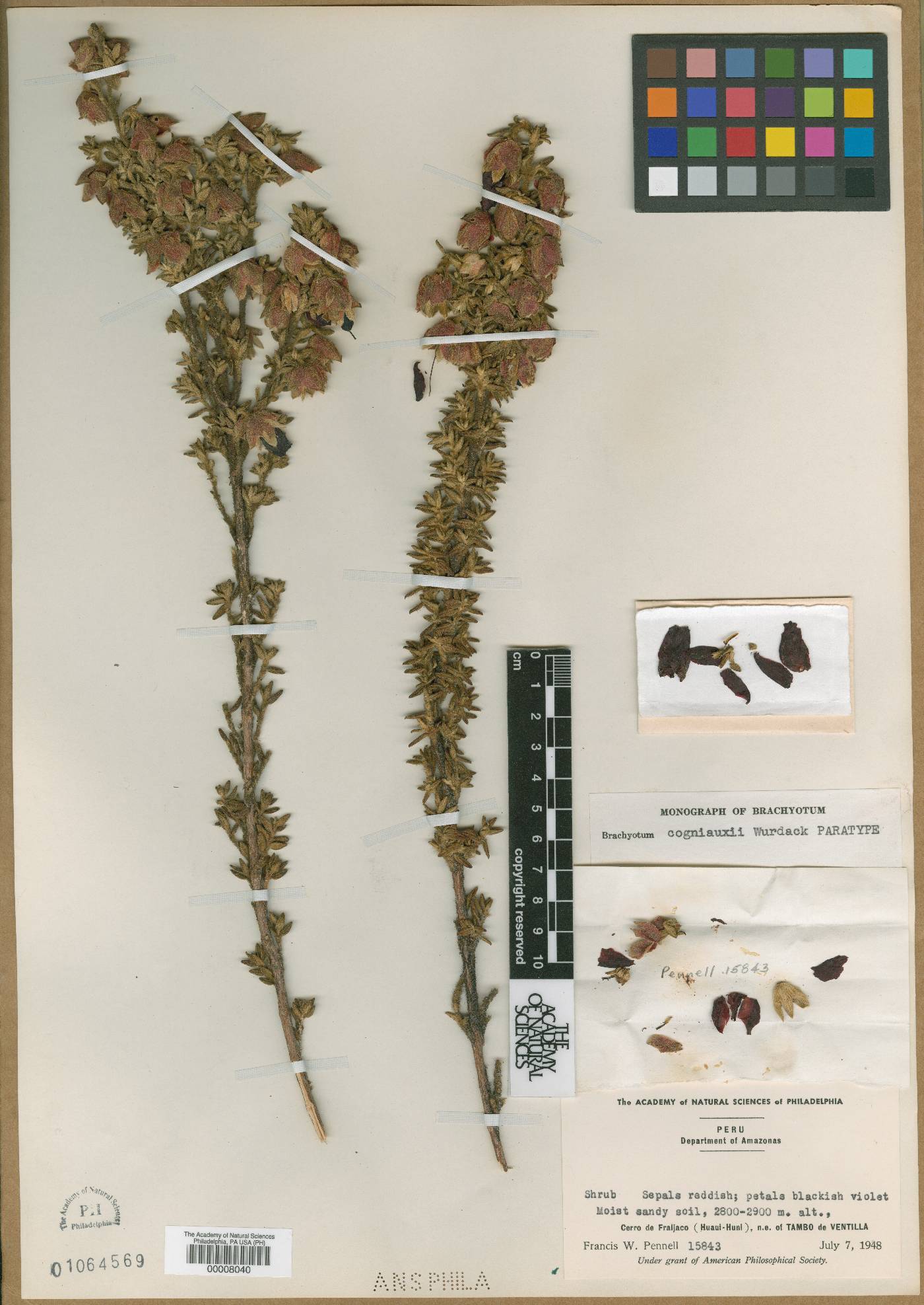 Brachyotum cogniauxii image