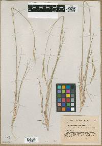 Brachypodium phoenicoides image