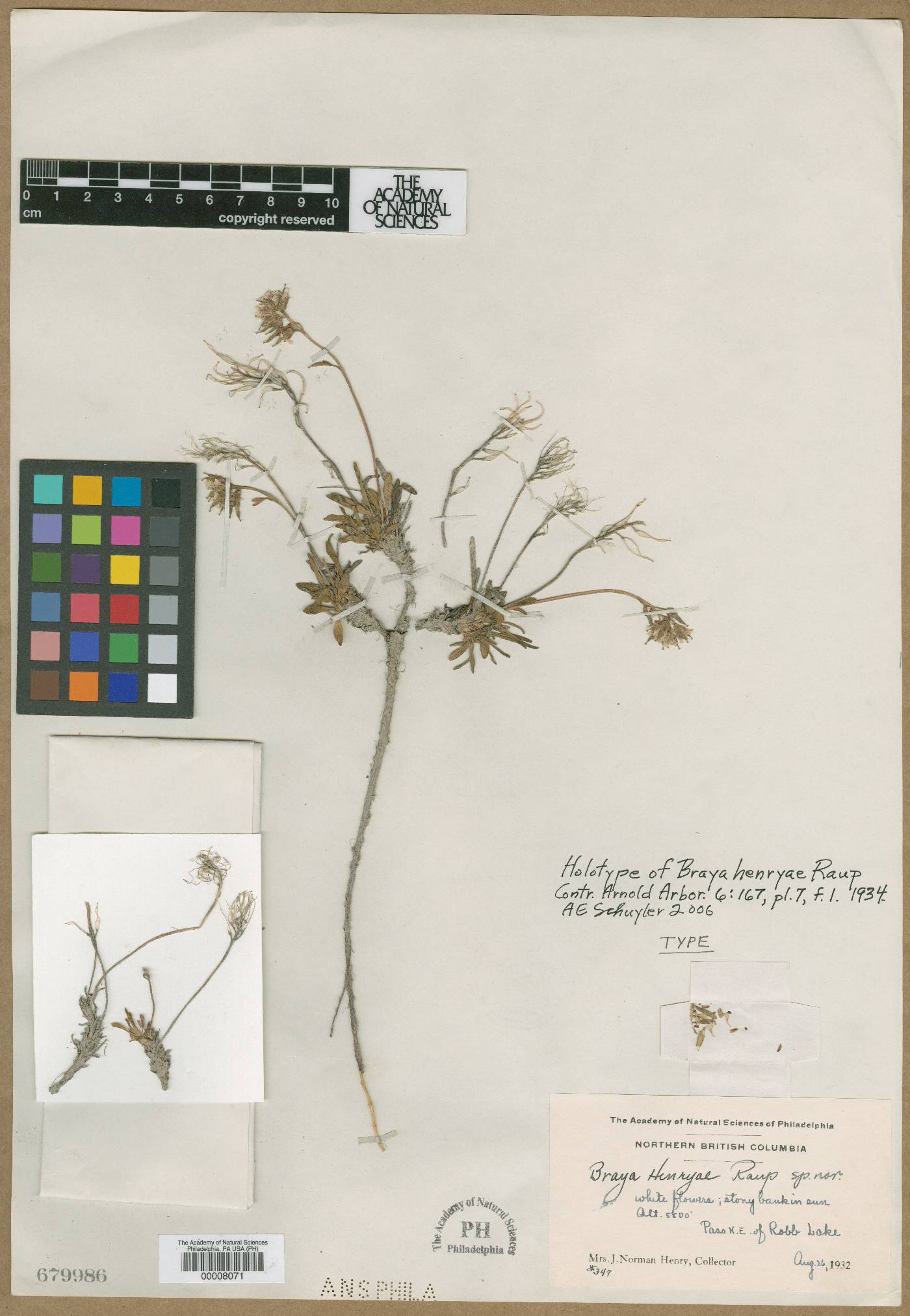 Braya henryae image