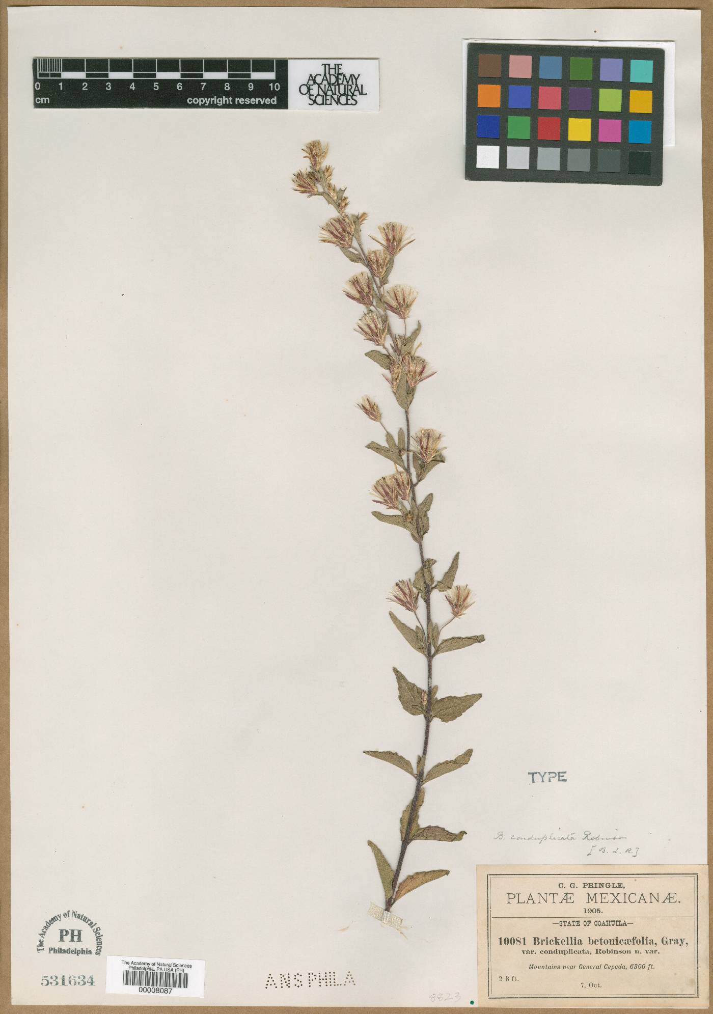 Brickellia conduplicata image