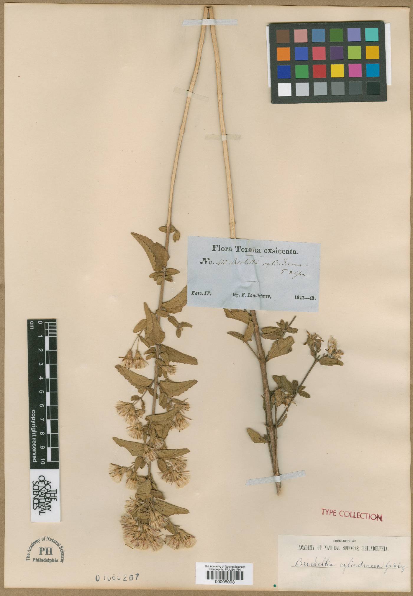Brickellia cylindracea image