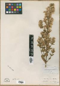 Brickellia cylindracea image